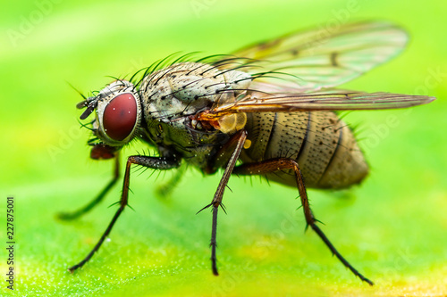 Exotic Drosophila Fruit Fly Diptera Insect on Plant Leaf © nechaevkon