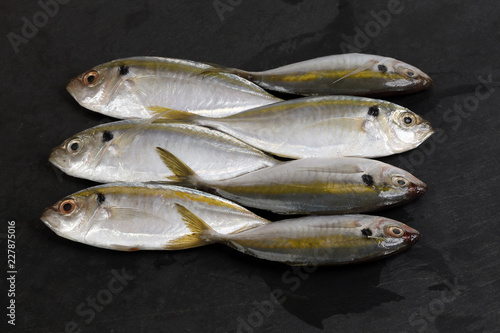 Raw fresh small yellow striped tervally banded slender fish