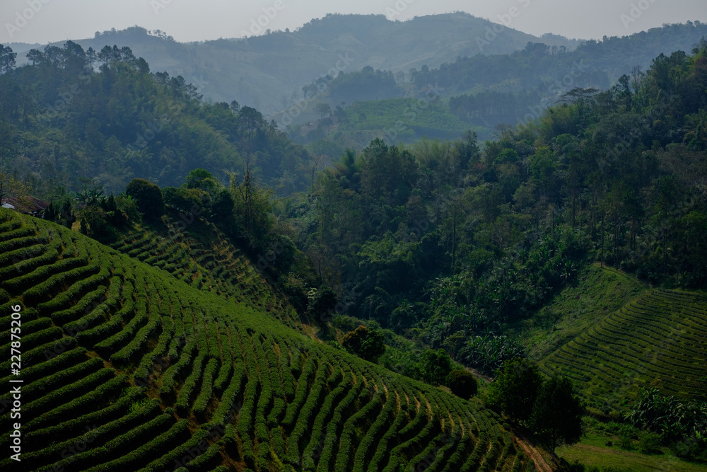 Beautiful landscape of tea plantation in Chiang Rai, Thailand.