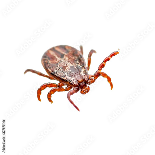 Encephalitis Virus or Lyme Disease Infected Tick Arachnid Insect Pest Crawling Isolated on White Background
