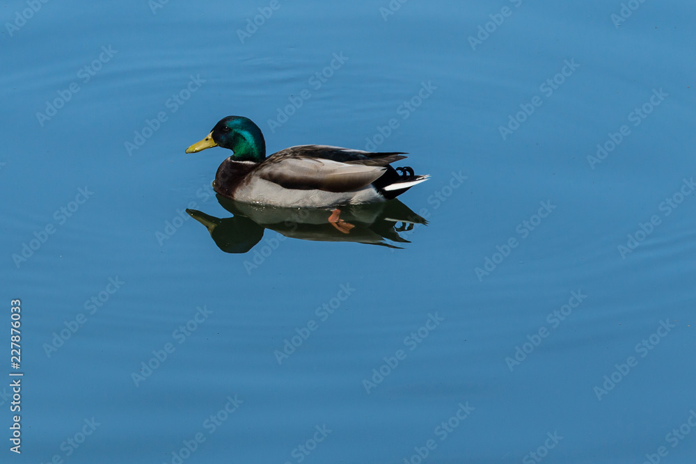 Obraz premium Swimming Mallard