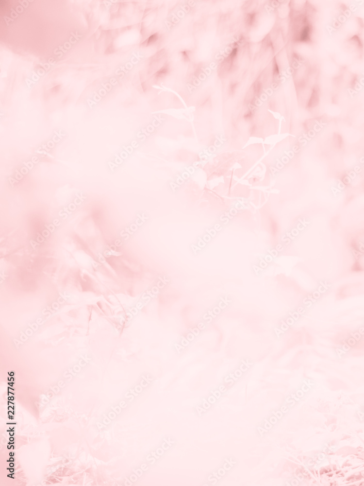 Abstract beautiful pink flowers closeup pattern texture for nature background.