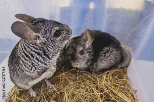 chinchillas