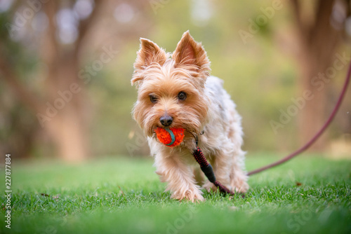 Yorkshire Terrier Walking on Grass Field with an Orange Ball © Stowen
