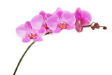 Purple Phalaenopsis orchid flowers isolated on white background.