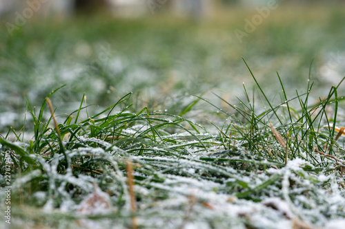 Green grass is covered with the first frost.