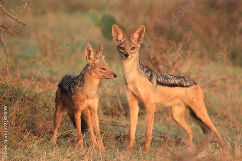 Blackbacked Jackals 