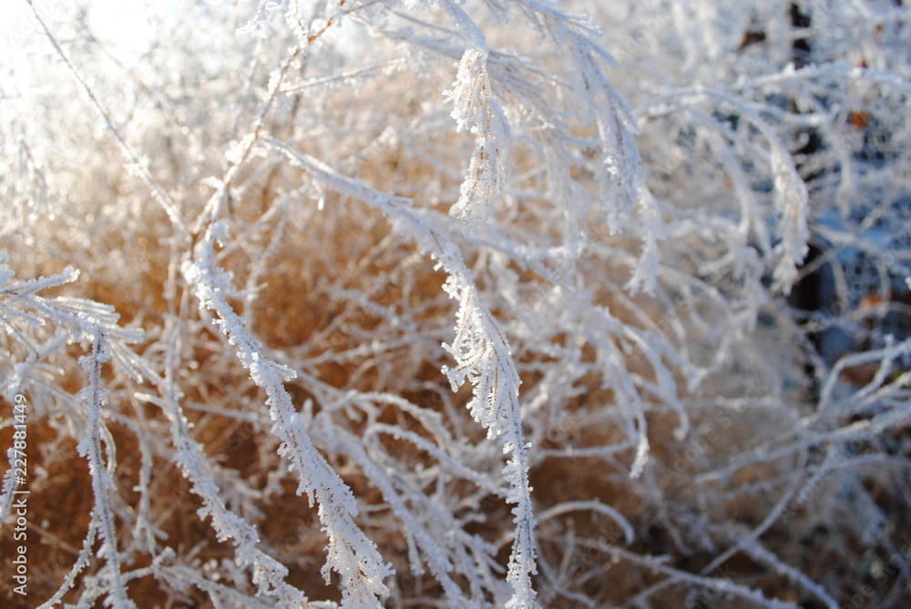 frost on leaves frost on leaves