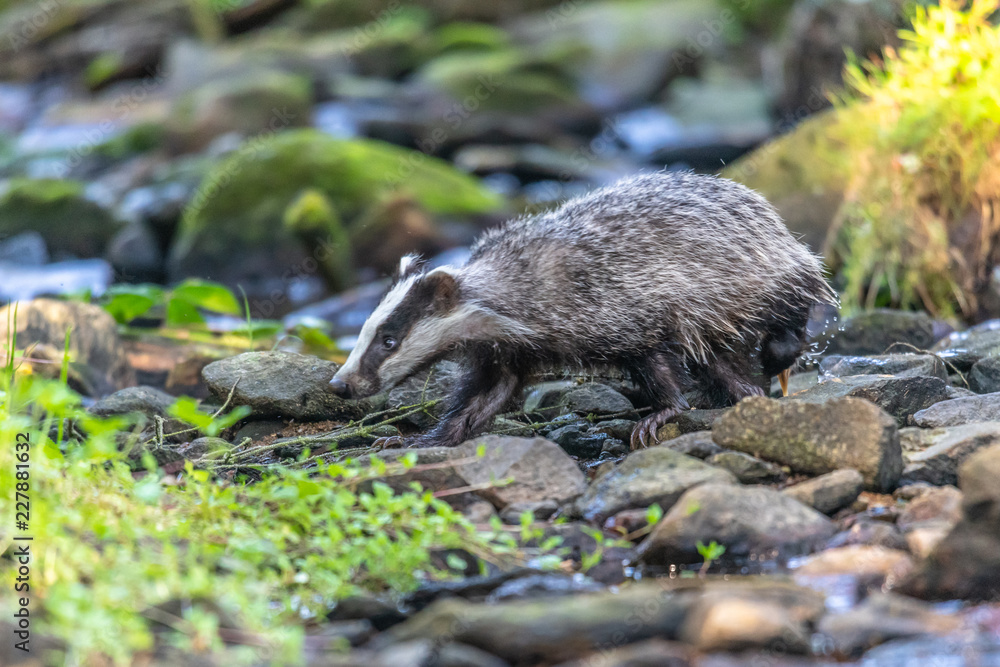 Naklejka premium Badger in forest, animal in nature habitat, Germany, Europe. Wild Badger, Meles meles, animal in the wood. Mammal in environment, rainy day.