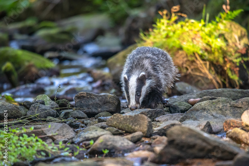 Badger in forest, animal in nature habitat, Germany, Europe. Wild Badger, Meles meles, animal in the wood. Mammal in environment, rainy day.