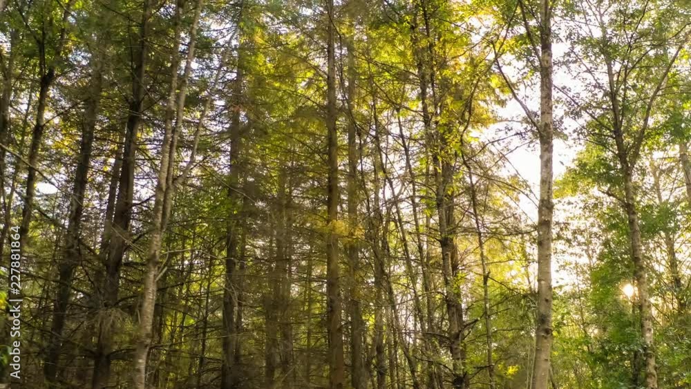Moving through a forest full of trees at sunset as the sun shines through; 4k footage Moving through a forest full of trees at sunset as the sun shines through; 4k footage