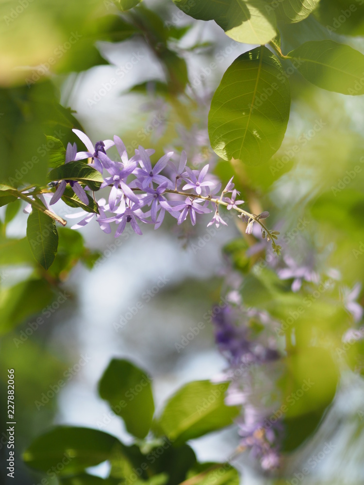 Purple flowers are arranged in bouquets. beautiful Purple flowers are arranged in bouquets. beautiful