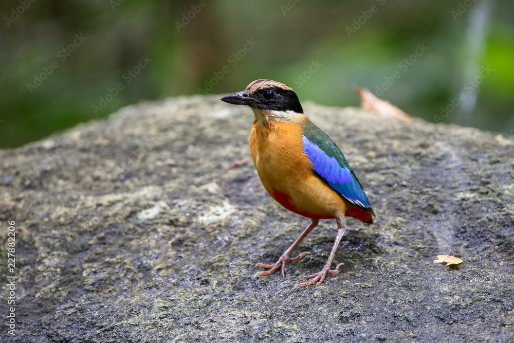 Fototapeta premium The Blue-winged Pitta is standing on top of the big rock with blurred forest background.