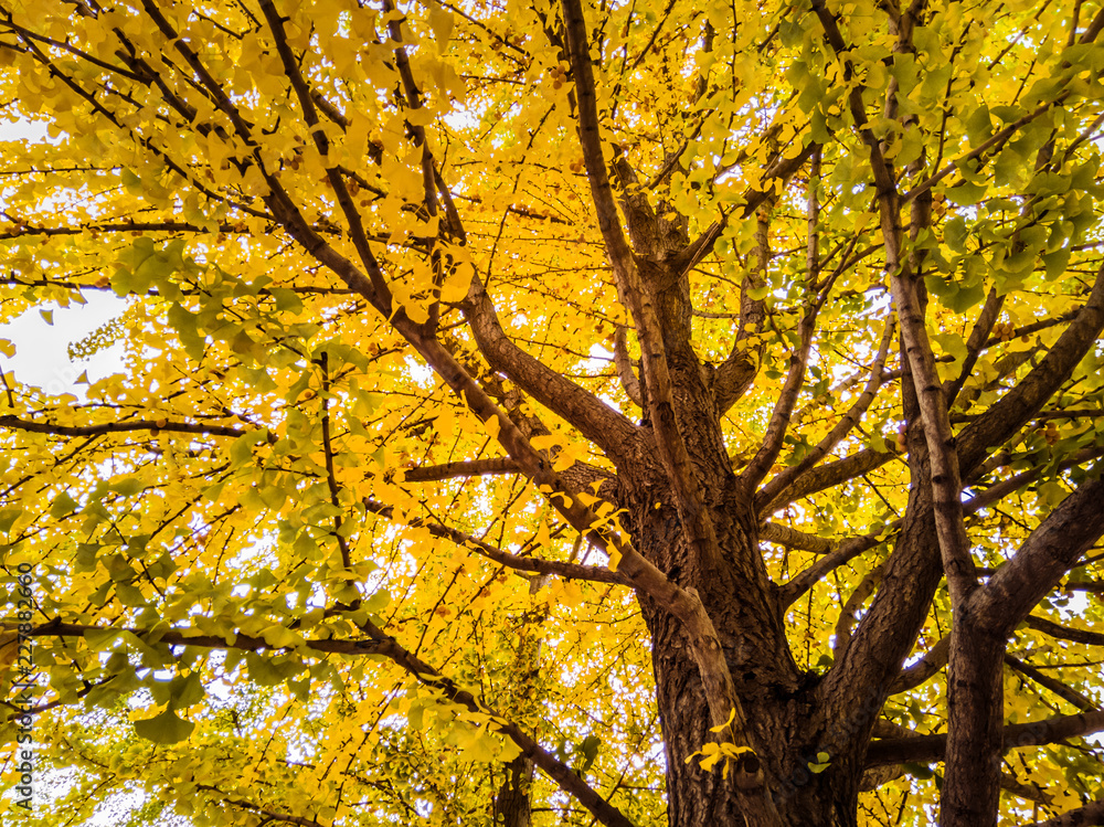 a ginkgo tree in autumn a ginkgo tree in autumn