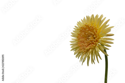 Chrysanthemum flower isolated on white background. Clipping path.