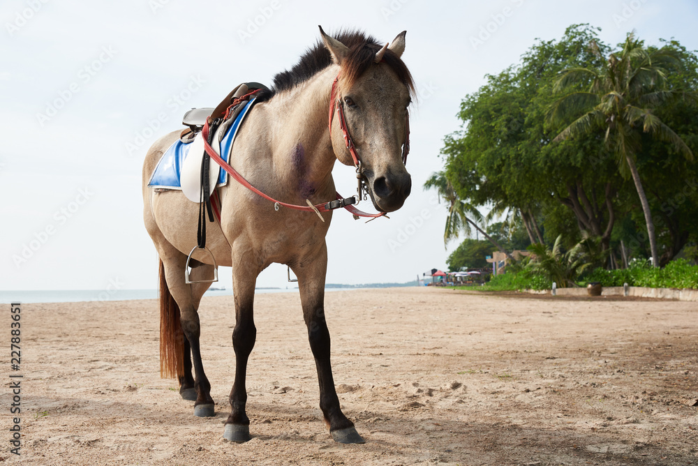 Beautiful brown horse standing on the beach Beautiful brown horse standing on the beach