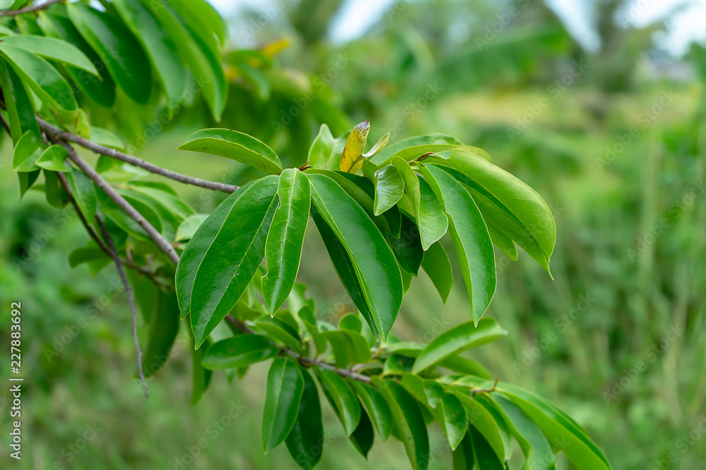Obraz premium Close up Soursop tree.