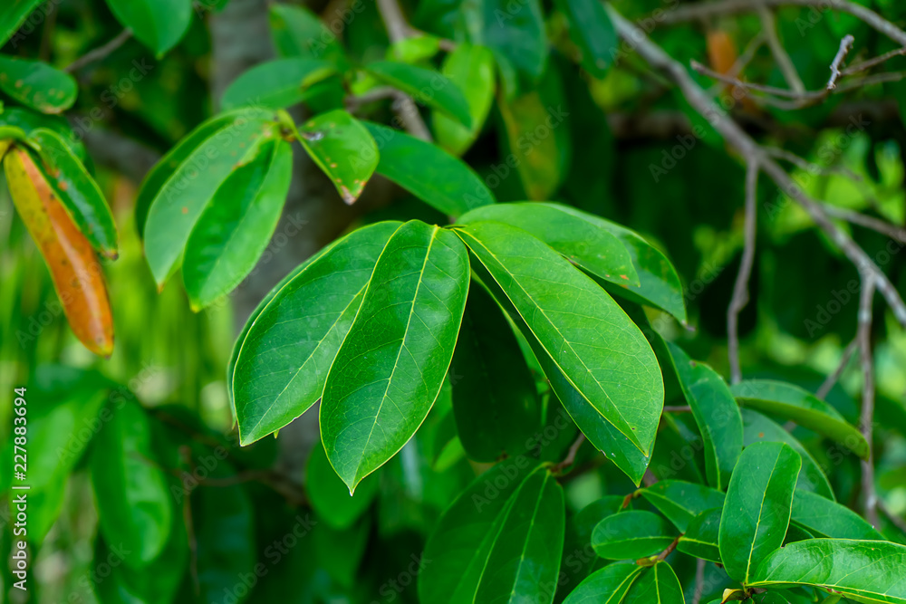 Close up Soursop tree. Close up Soursop tree.