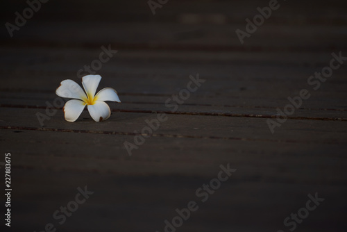 A plumeria alba  flower on the  ground © Teeradej