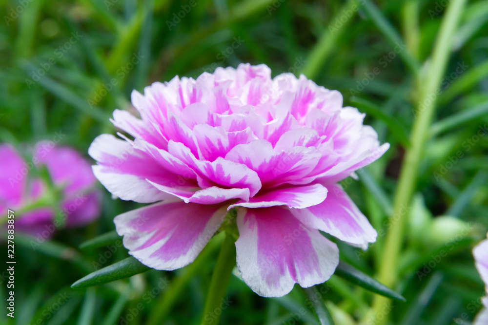 Portulaca flower in garden. Portulaca flower in garden.