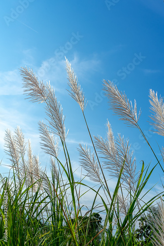 Wild Cane flower.