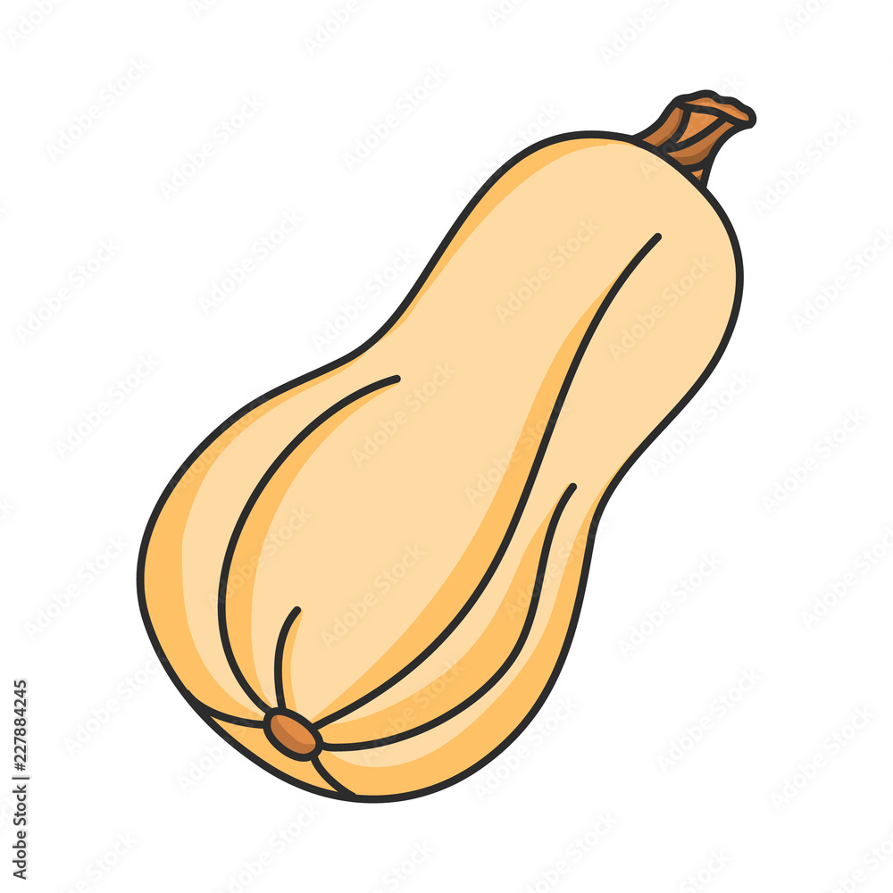 Squash Illustration squash-illustration