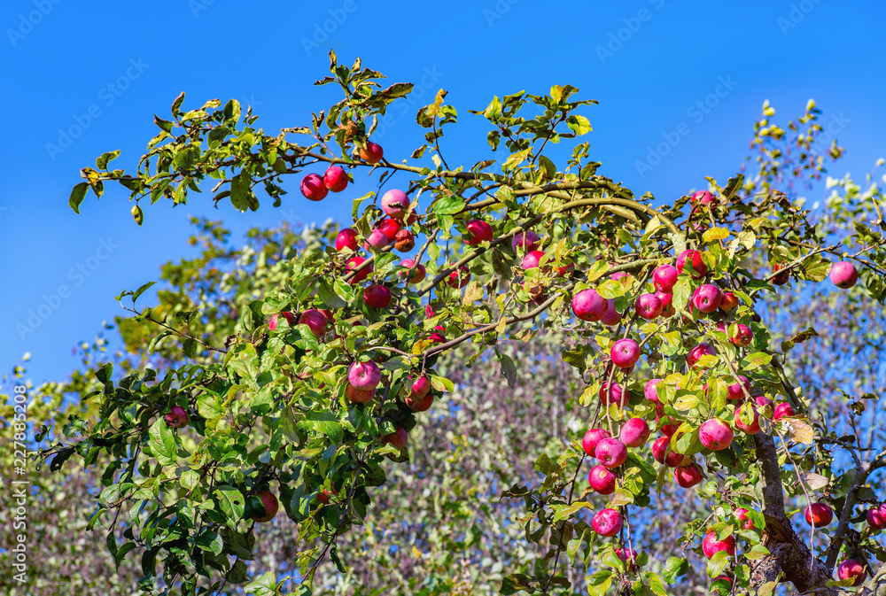 Red apple tree branch on sunny day