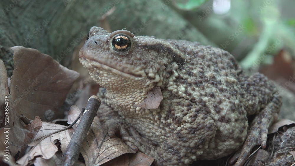 Frog in Forest Closeup, Toad Sunbathing in Leaves, Animals Macro View in Wood Frog in Forest Closeup, Toad Sunbathing in Leaves, Animals Macro View in Wood