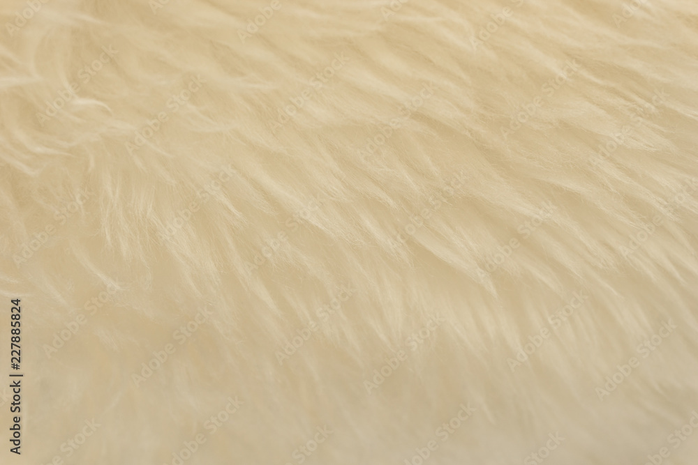 White animal wool texture background, beige natural sheep wool, close-up texture of plush fluffy fur White animal wool texture background, beige natural sheep wool, close-up texture of plush fluffy fur