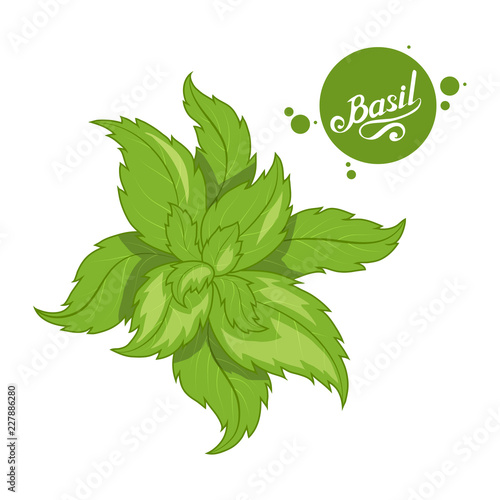 hand drawn basil leaves, spicy ingredient, green basil logo, healthy organic food, spice basil isolated on white background, culinary herbs, label, food, natural healthy food, vector graphic to design