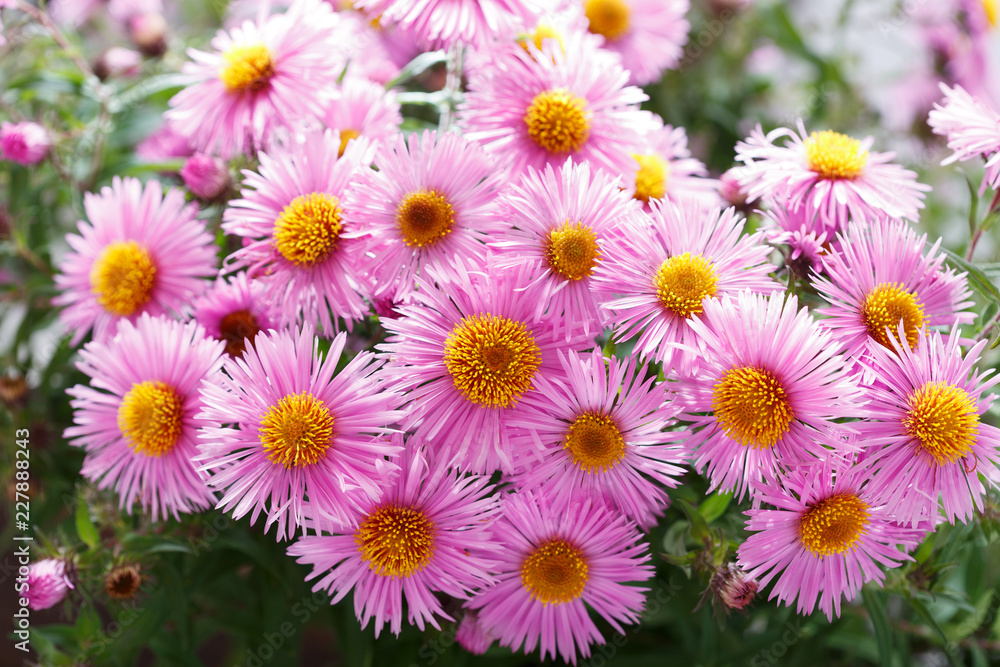 Fototapeta premium Colorful pink Aster flowers