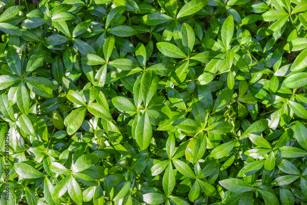 Background of the leaves and stems of the vinca Background of the leaves and stems of the vinca