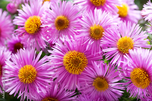 Pink Aster flowers as background