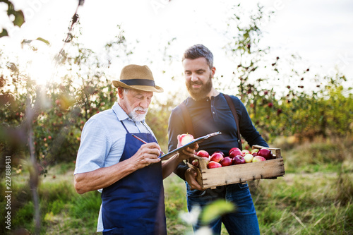 A senior man with adult son picking apples in orchard in autumn.