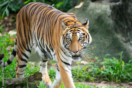 Sumatra tiger standing in grass looking at the camera