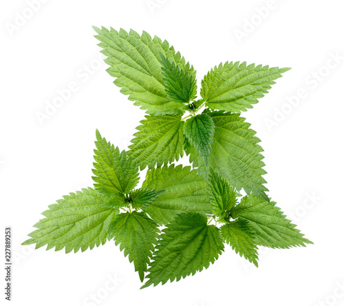 Nettle leaves isolated on white background