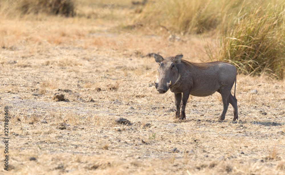 Warthog in the Kalahari Warthog in the Kalahari
