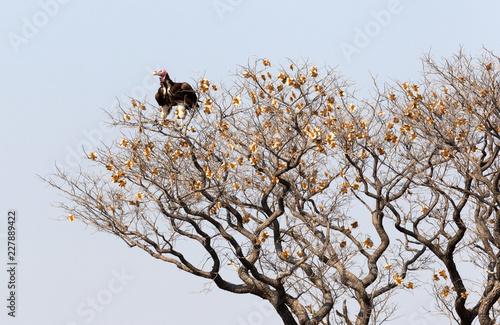 Red-headed vulture in a tree