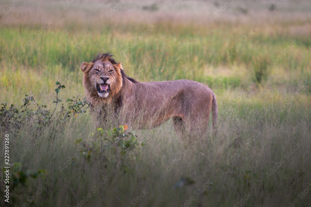 Mighty Lion watching the lionesses who are ready for the hunt in Masai Mara, Kenya (Panthera leo) Mighty Lion watching the lionesses who are ready for the hunt in Masai Mara, Kenya (Panthera leo)