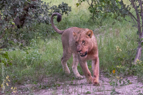 Mighty Lion watching the lionesses who are ready for the hunt in Masai Mara, Kenya (Panthera leo)