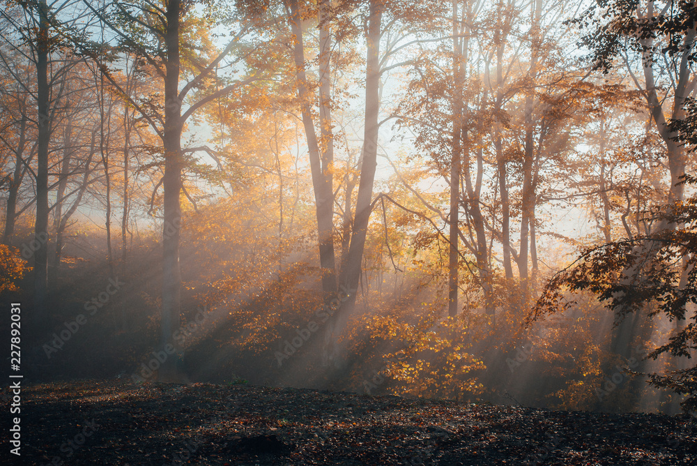 Obraz premium Sun rays in orange autumn morning. Photo with white edit space