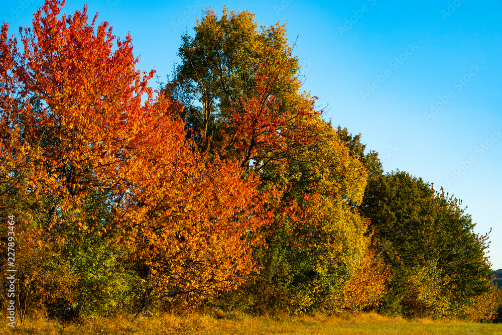 Colorful trees with yellow and green leaves in autumn Colorful trees with yellow and green leaves in autumn