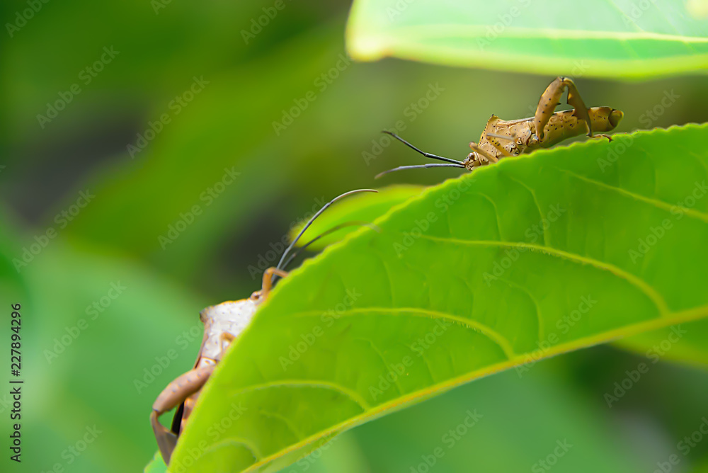 Insect pests are insects that eat insects together as food. Insect pests are insects that eat insects together as food.