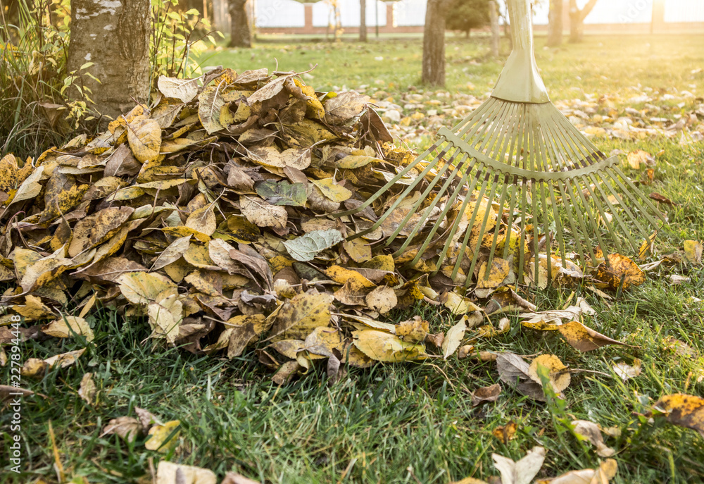 Leaf rake with pile of apple tree leaves in autumn at home garden