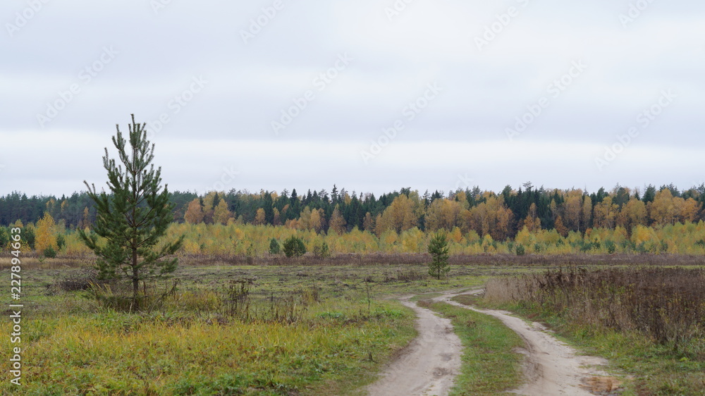 Fototapeta premium country road along the field to the forest on autumn day