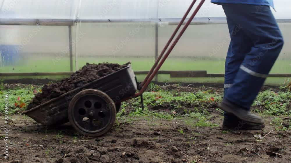 A man pours a garden cart with manure to fertilize the soil in the garden, country cottage area, dung A man pours a garden cart with manure to fertilize the soil in the garden, country cottage area, dung