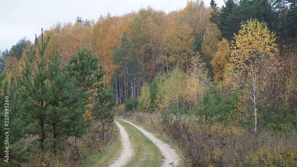 dirt sand road along the woods on an autumn day