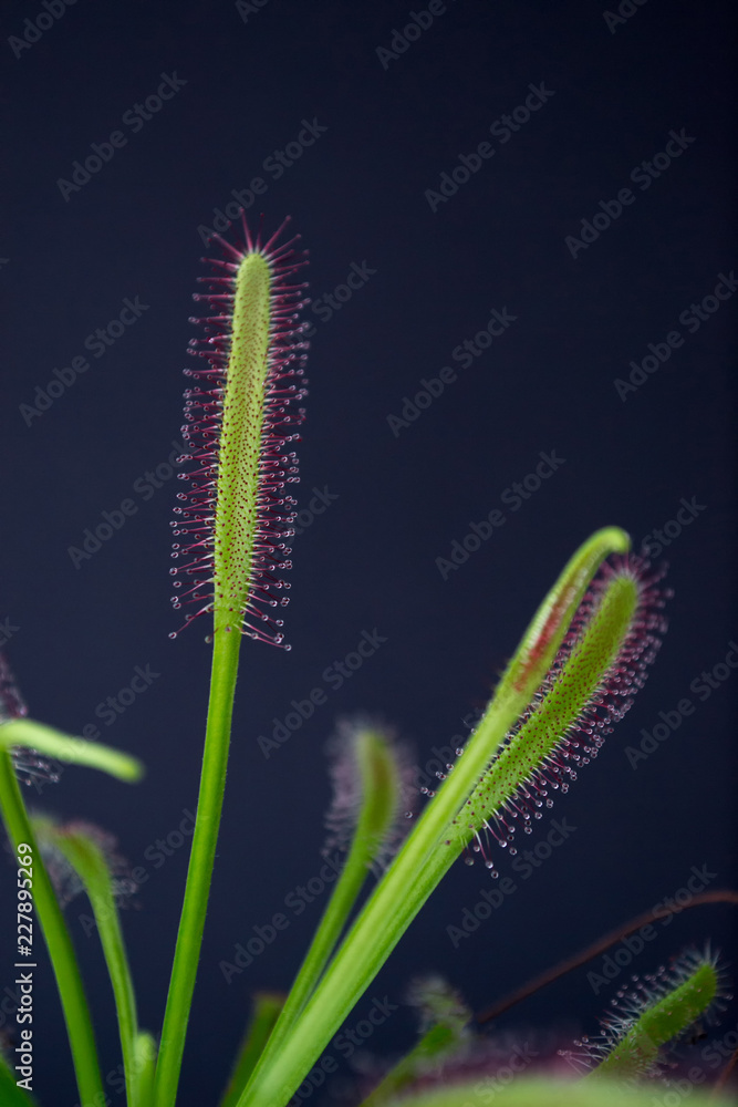 Carnivorous plant named Drosera, often found in swamps. Predator carnivorous plant Drosera capensis red with droplets of glue in evidence. On black background. Carnivorous plant named Drosera, often found in swamps. Predator carnivorous plant Drosera capensis red with droplets of glue in evidence. On black background.