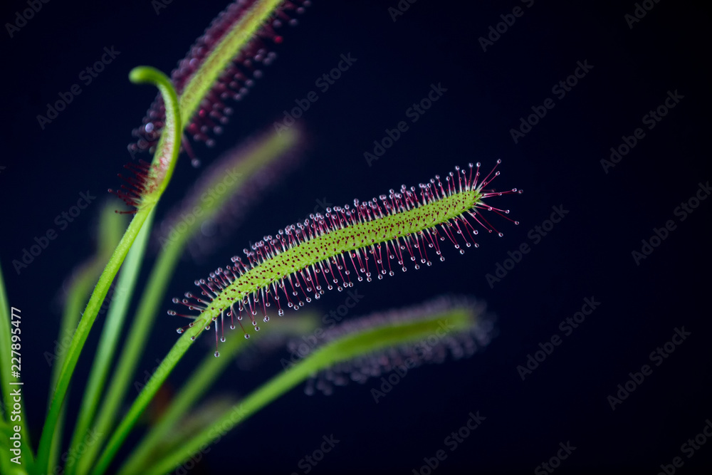 Carnivorous plant named Drosera, often found in swamps. Predator carnivorous plant Drosera capensis red with droplets of glue in evidence. Carnivorous plant named Drosera, often found in swamps. Predator carnivorous plant Drosera capensis red with droplets of glue in evidence.