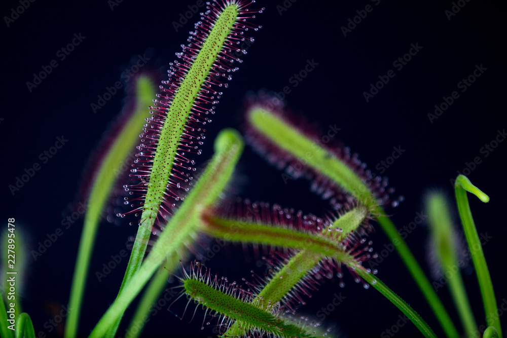 Carnivorous plant named Drosera, often found in swamps. Predator carnivorous plant Drosera capensis red with droplets of glue in evidence. On black background.